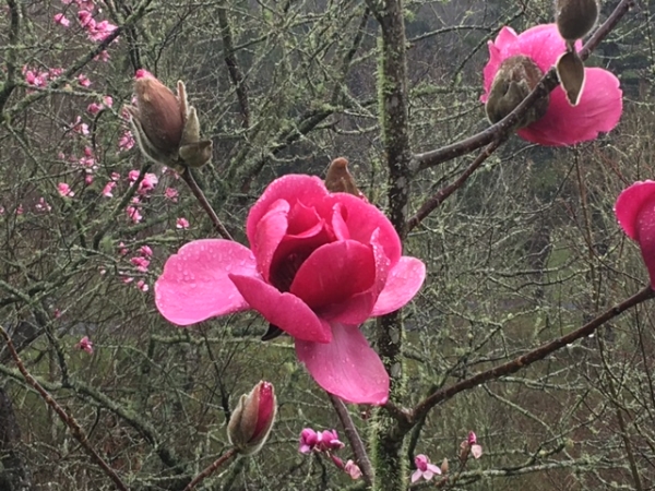 Spring Blossoms, Magnolias, McLaren&#039;s Falls, Tauranga, New Zealand